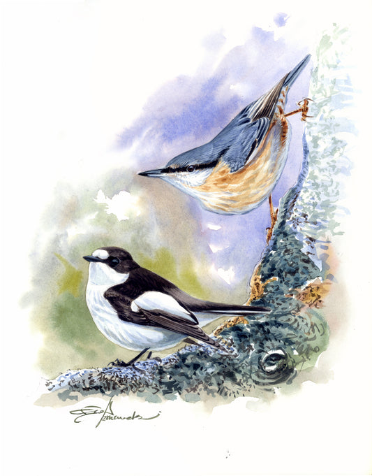 Nuthatch and Pied Flycatcher