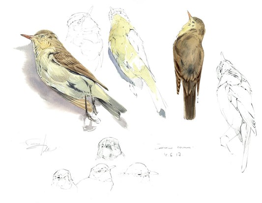 Common Warbler Study